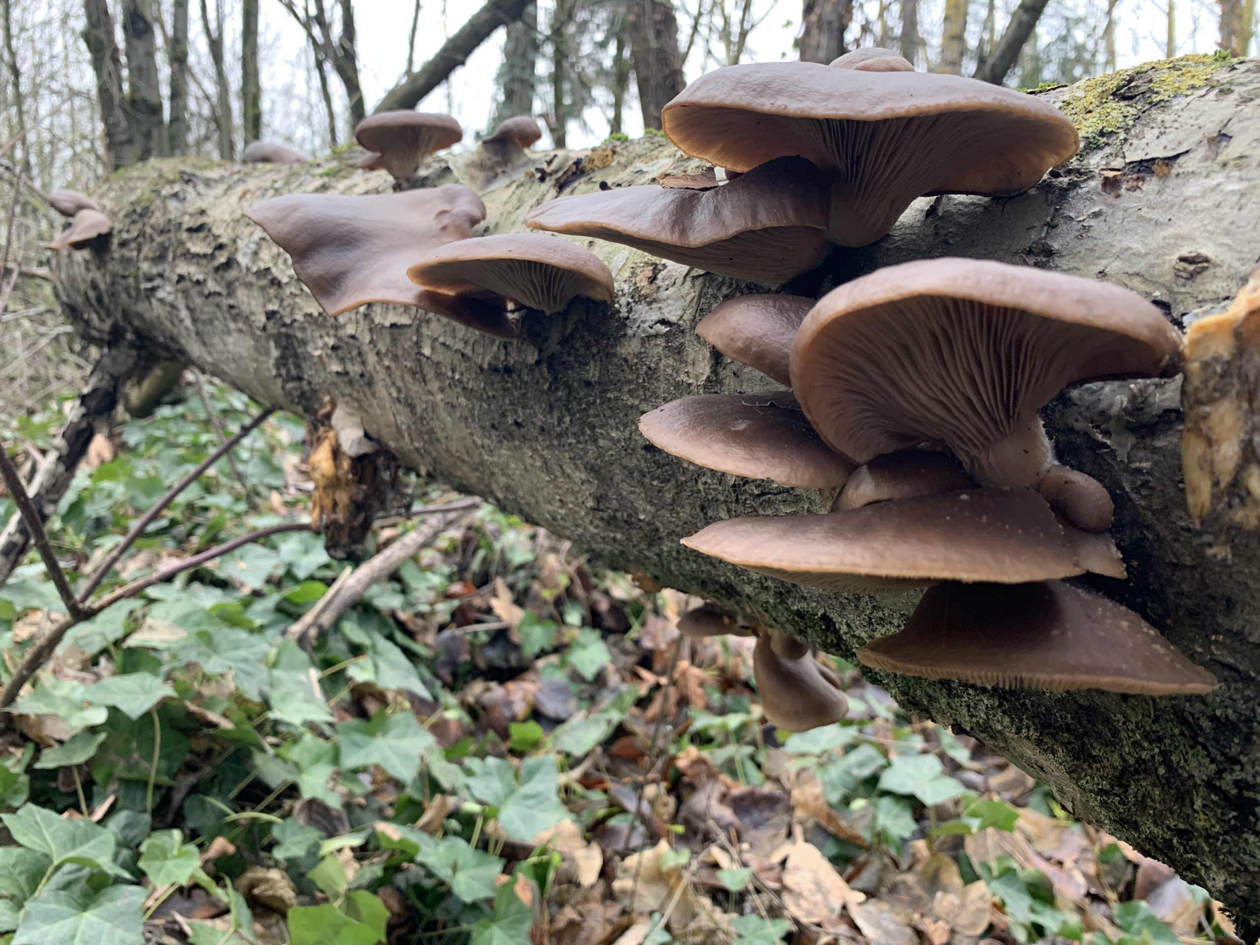 How mycelium helps a forest ecosystem communicate underground