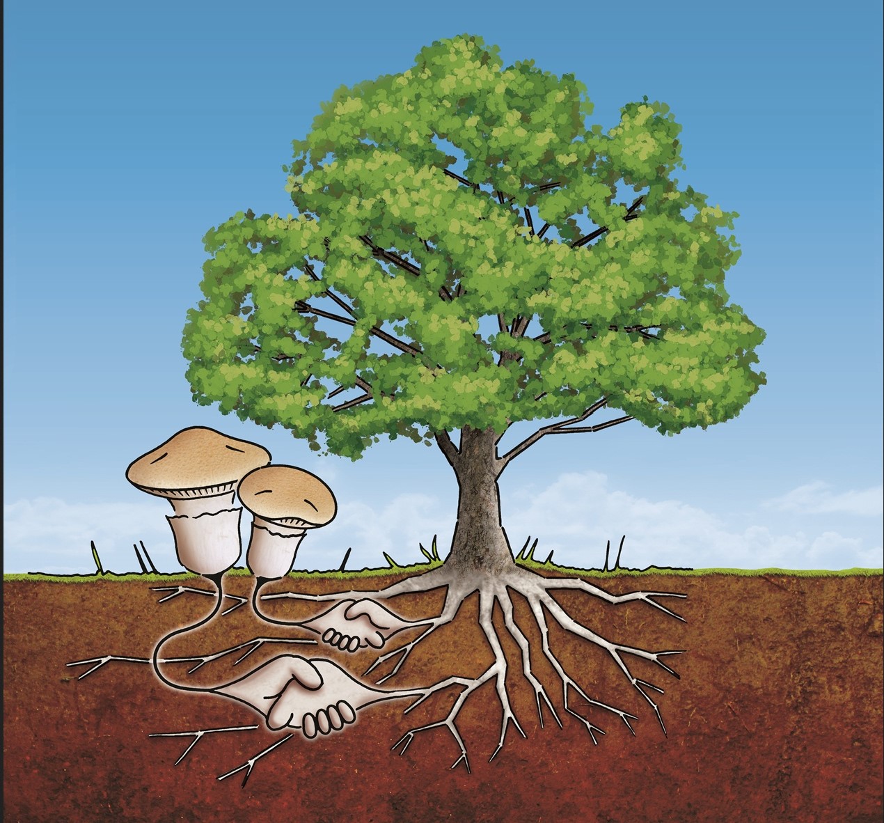 An illustration of a tree and mushrooms with the roots