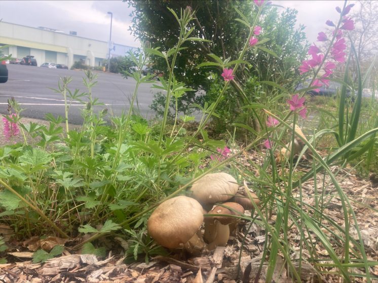 A picture of a flowerbed with mushrooms, flowers, and vegetation