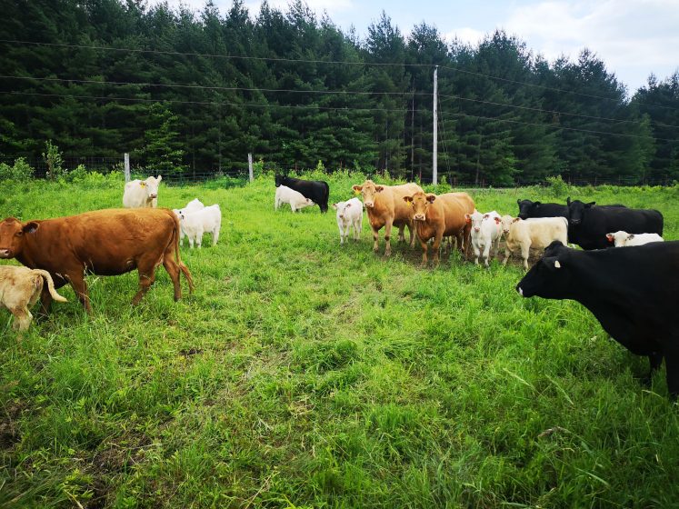 A picture of a field of cows