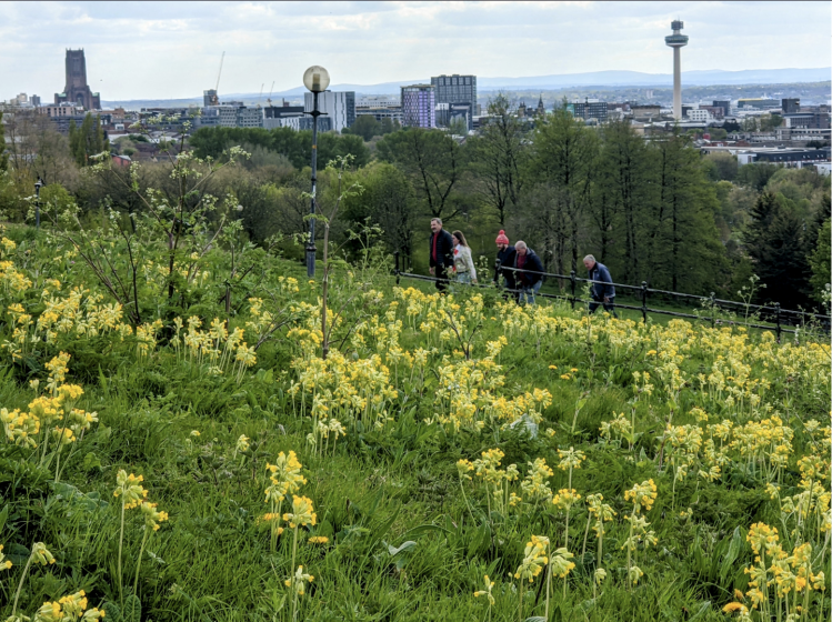 A picture of a field of yellow flowers with people walking up a path behind it