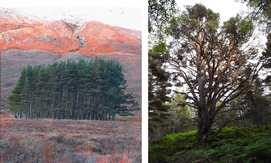 Two side-by-side images of a group of trees and then a single tree