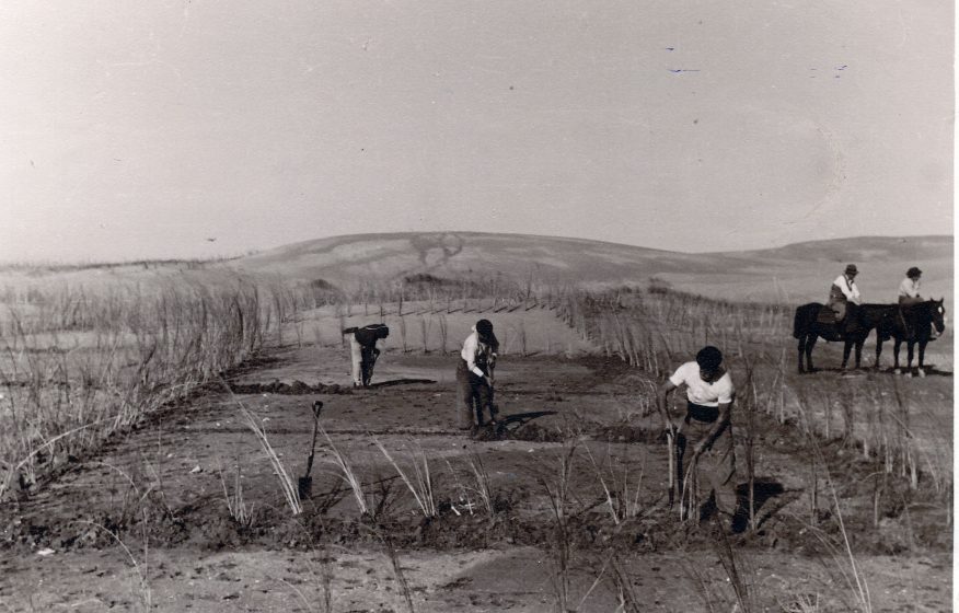 A black and white picture of people working in a field