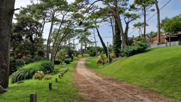 A picture of a dirt path leading through grass and trees