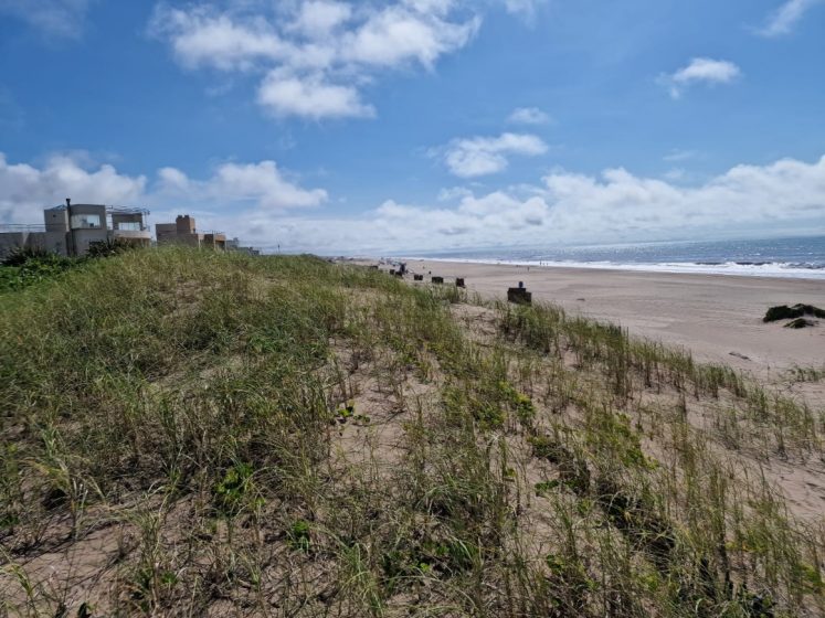A picture of a vegetated beach