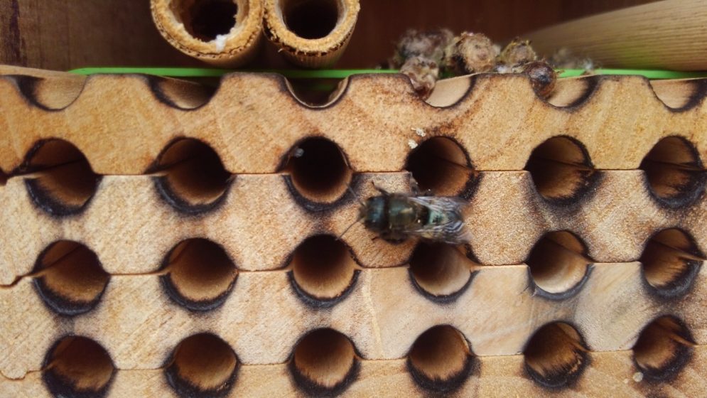 A picture of a bee on a manmade wooden hive