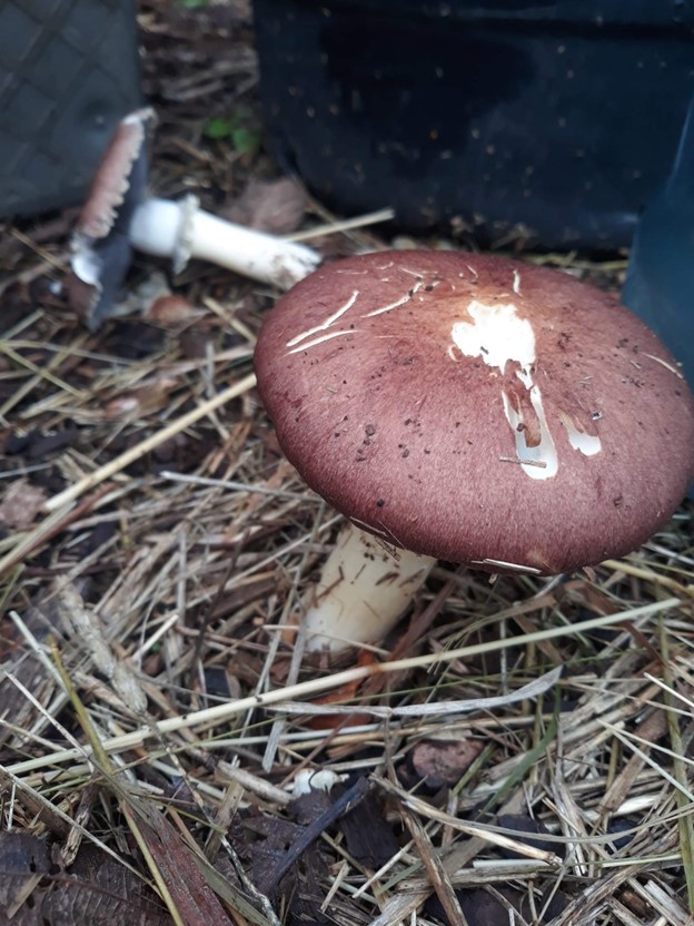A picture of a reddish mushroom in straw