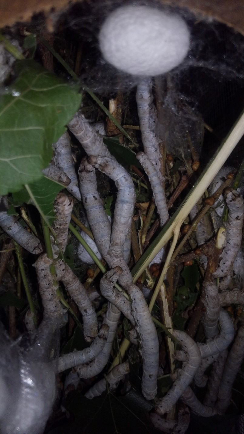 A picture of a group of worms wriggling amongst dirt, leaves, and grass