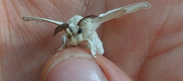 A picture of a tiny white moth perched on a person's thumb