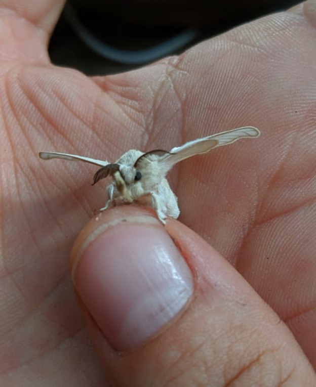 Intriguing deaths head moth, spread and mounted in a glass dome