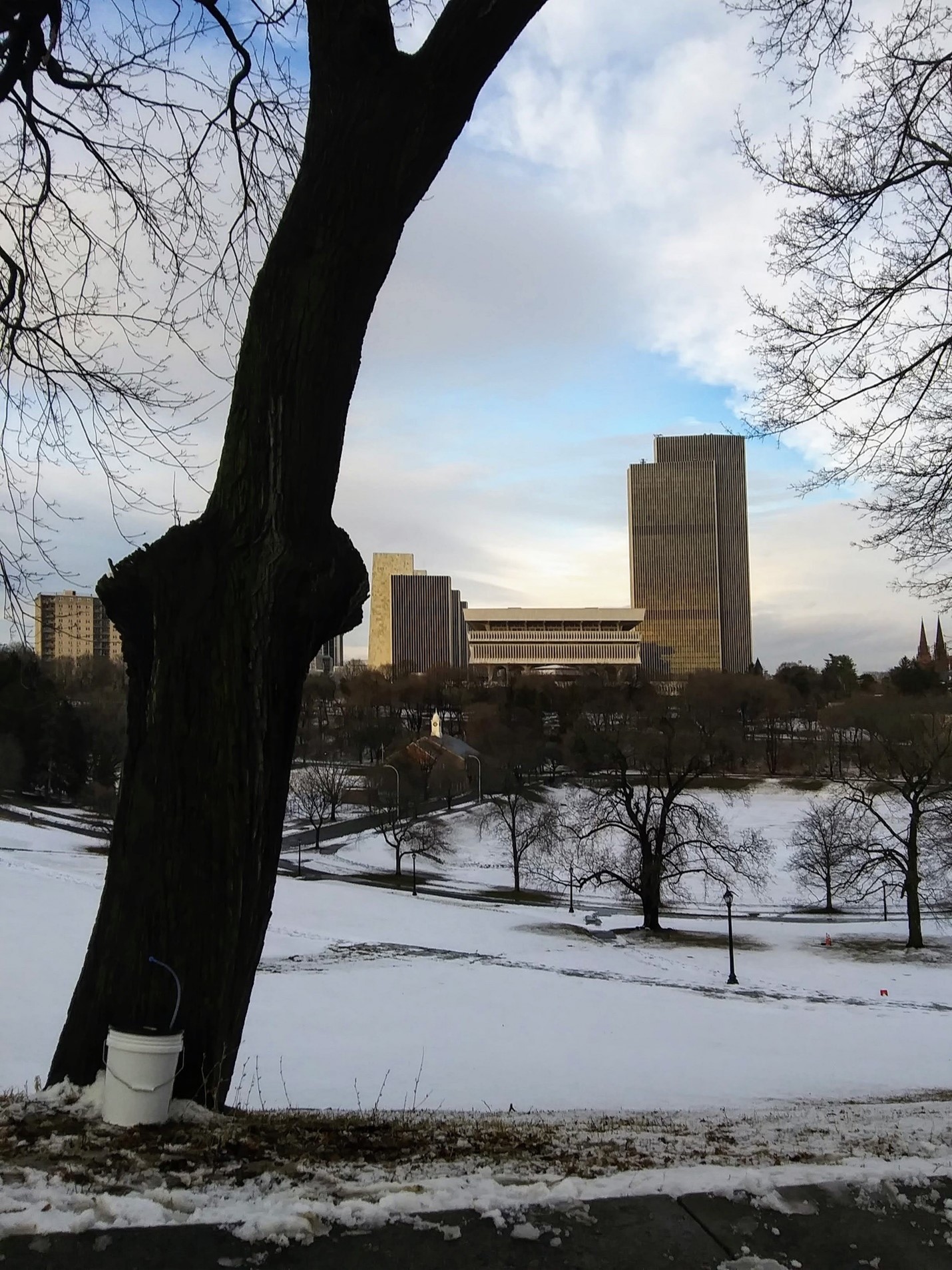 A picture of a tapped tree in a snowy landscape with a city in the background