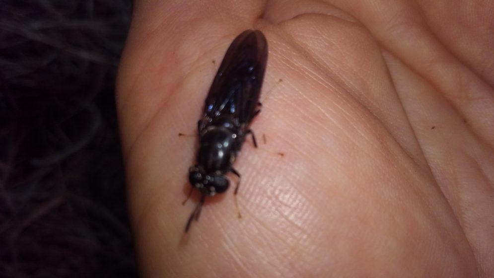 A picture of a long black insect on someone's hand