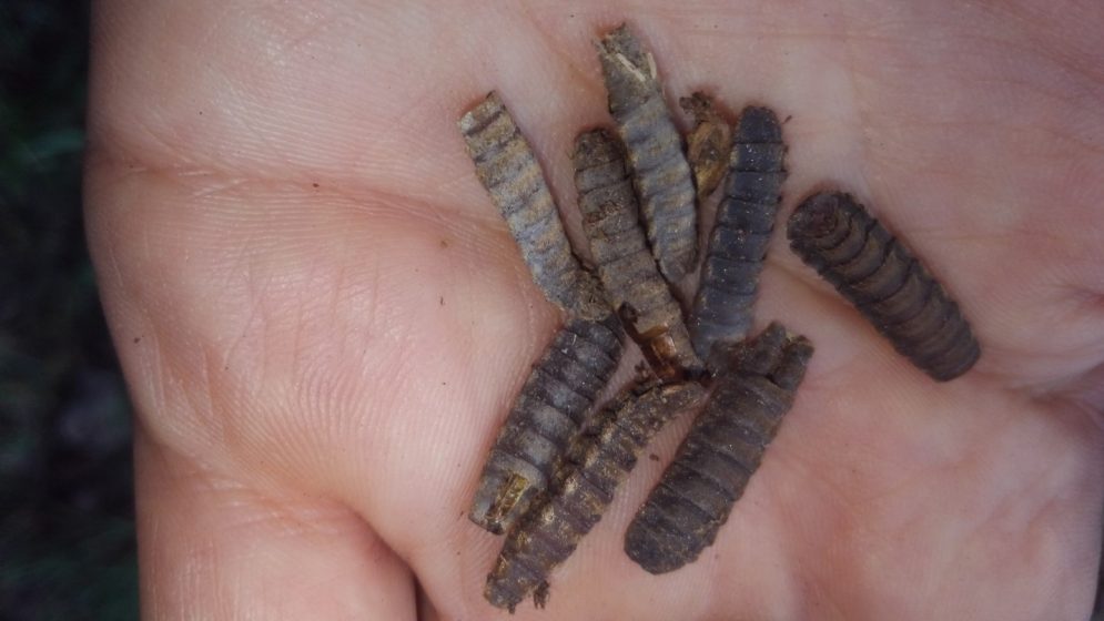 A picture of multiple larvae in a person's hand