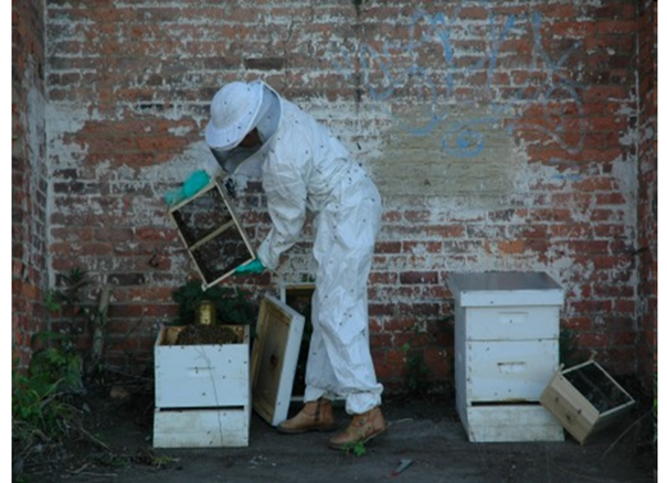 A picture of a beekeeper dressed in a white beekeeping suit pulling a frame from a box hive