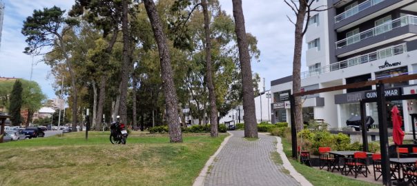 A picture of a walkway through a park with many tall trees