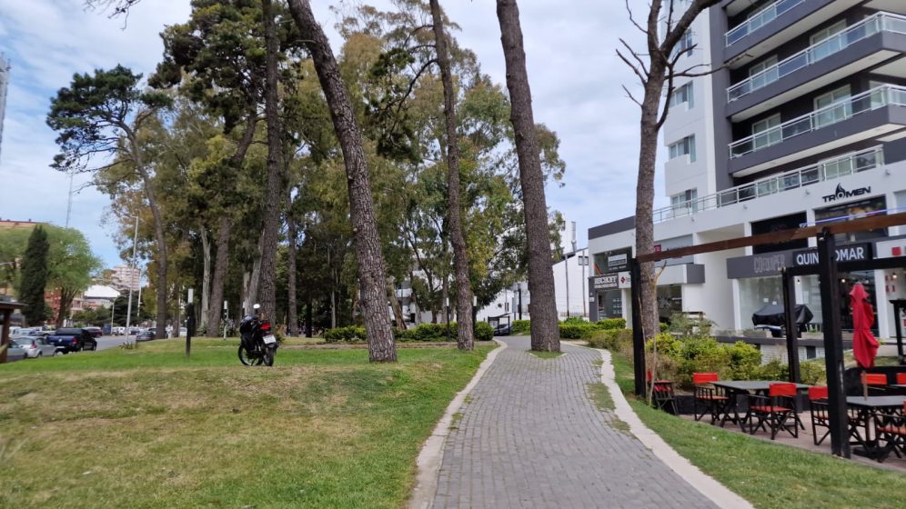 A picture of a walkway through a park with many tall trees