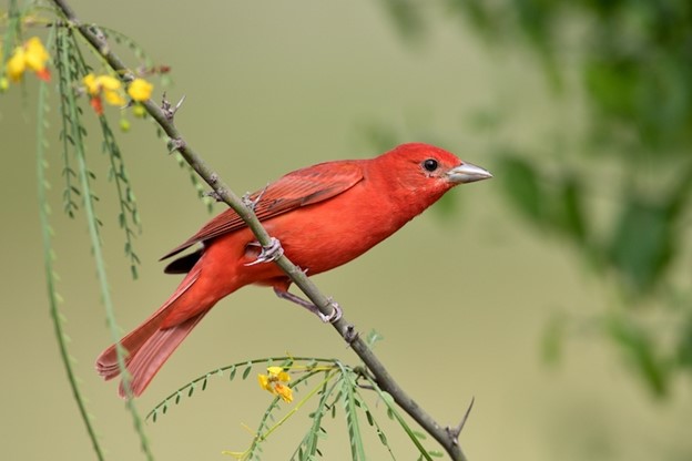 A picture of a red bird perched on a branch