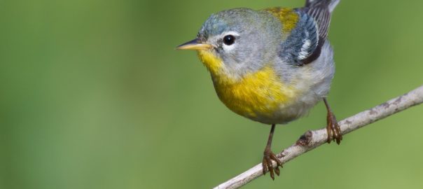 A picture of a grey bird with a yellow belly perched on a branch