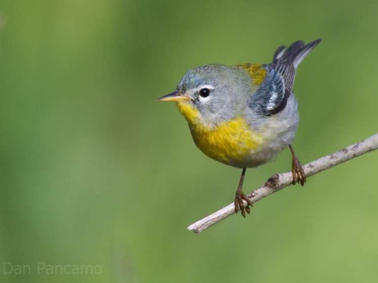 A picture of a grey bird with a yellow belly perched on a branch