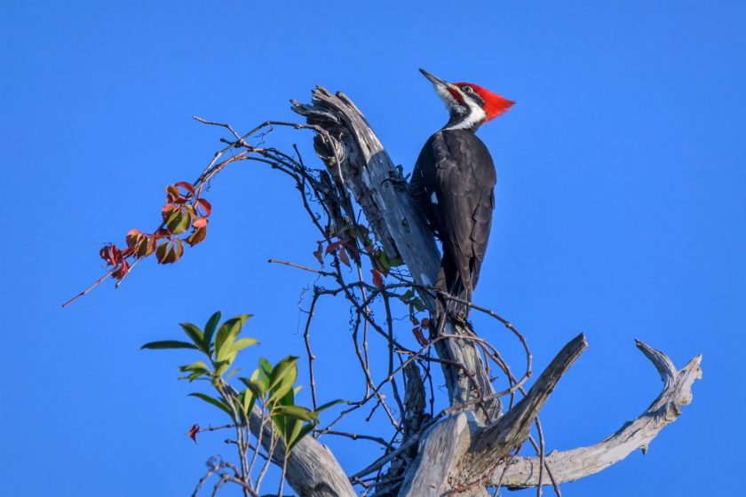 A picture of a black bird with a red crown on its head perched on a stump with a vibrant blue sky in the background
