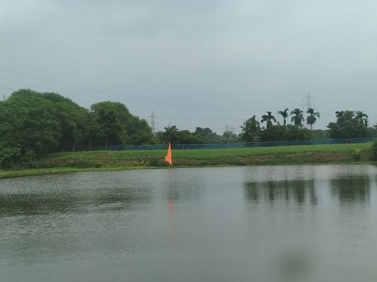 A picture of a body of water with grass and trees on the bank and a single orange flag planted on the shoreline