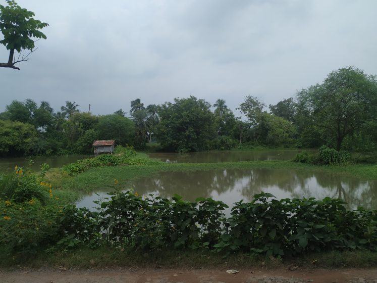 A picture of a body of water surrounded by vegetation and trees