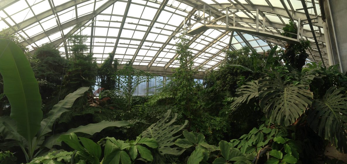 A picture of inside a greenhouse full of lush green plants and trees