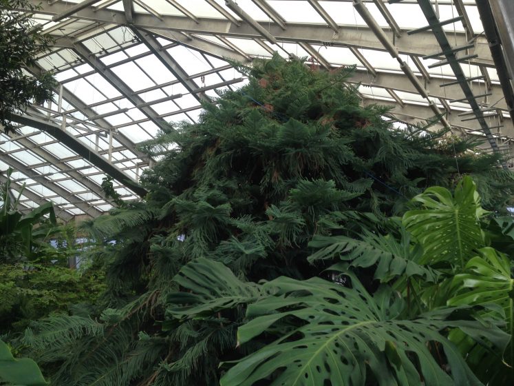 A picture of the inside of a greenhouse with several fully grown, green tropical plants and trees