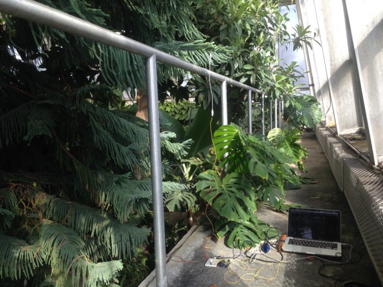 A picture of the inside of a greenhouse with several green, tropical plants with a metal pipe watering system and machinery hooked up to a leaf of one of the plants