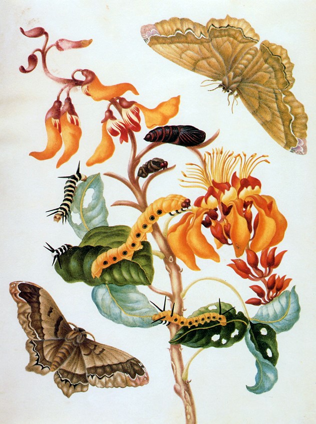 An illustration of several insects on flowers and leaves