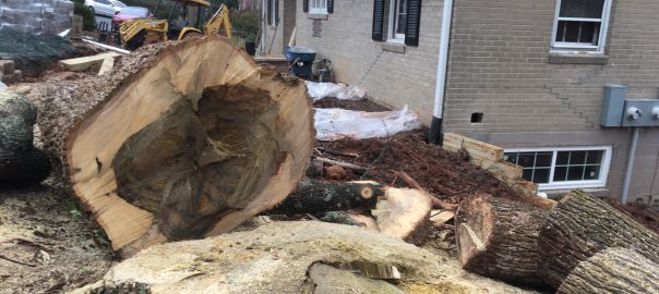 A picture of a large tree cut down with limbs and sawdust everywhere