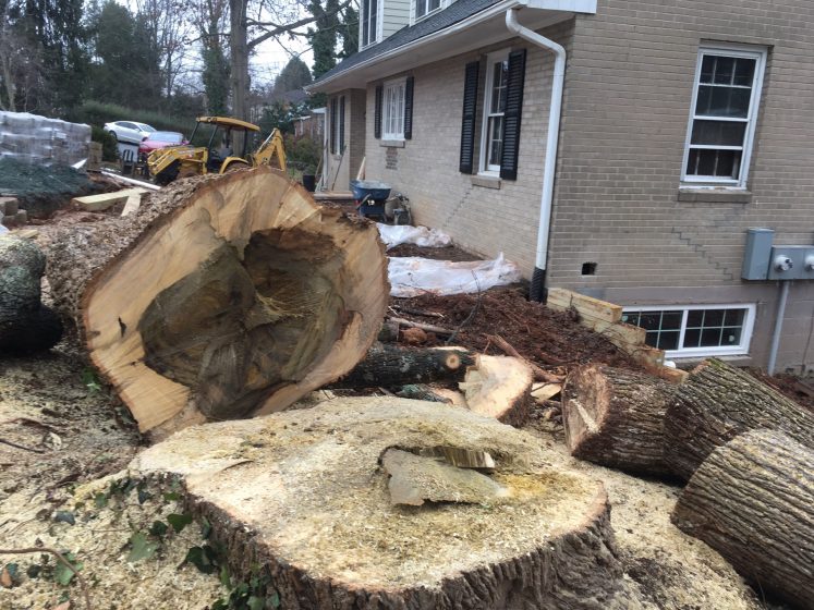 A picture of a large tree cut down with limbs and sawdust everywhere