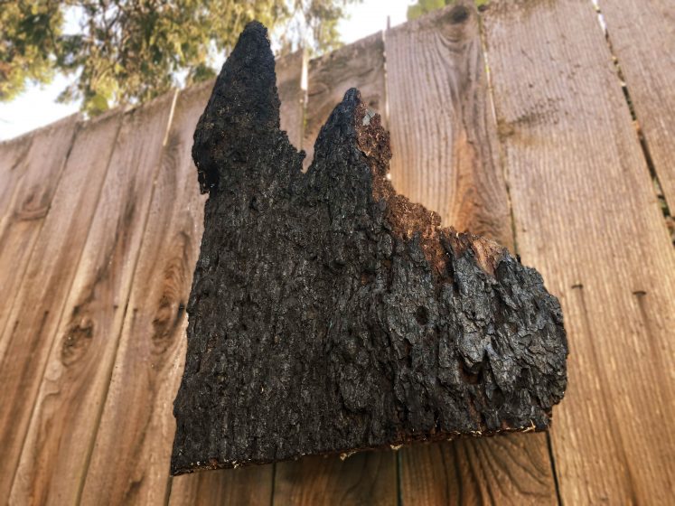 A black, charred fragment of a tree placed on a wood table.