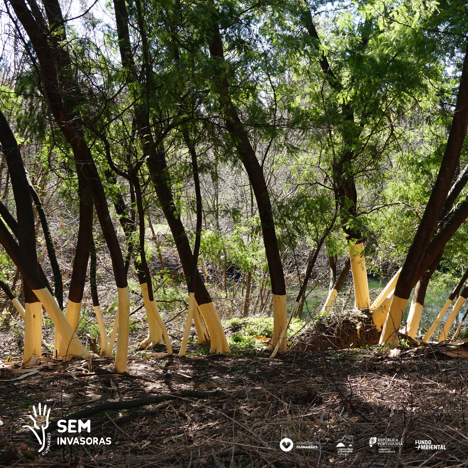 A picture of a row of the bases of young trees all wrapped with yellow