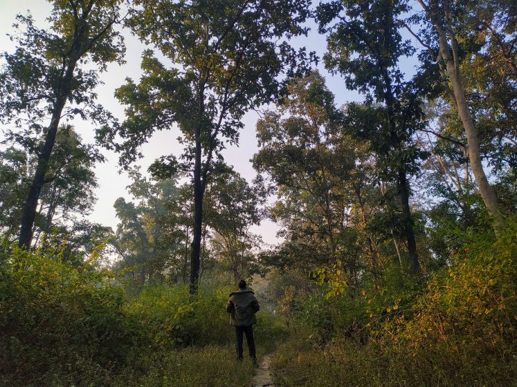 The backside of a person standing in an airy-looking forest with lush under-story and sparse, tall trees.