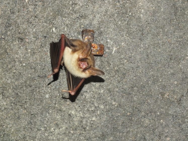 a brown and white bat with wings drawn in to its chest, perched on a rock face