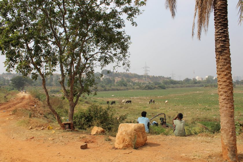 A picture of two people sitting overlooking a field with grass and cows