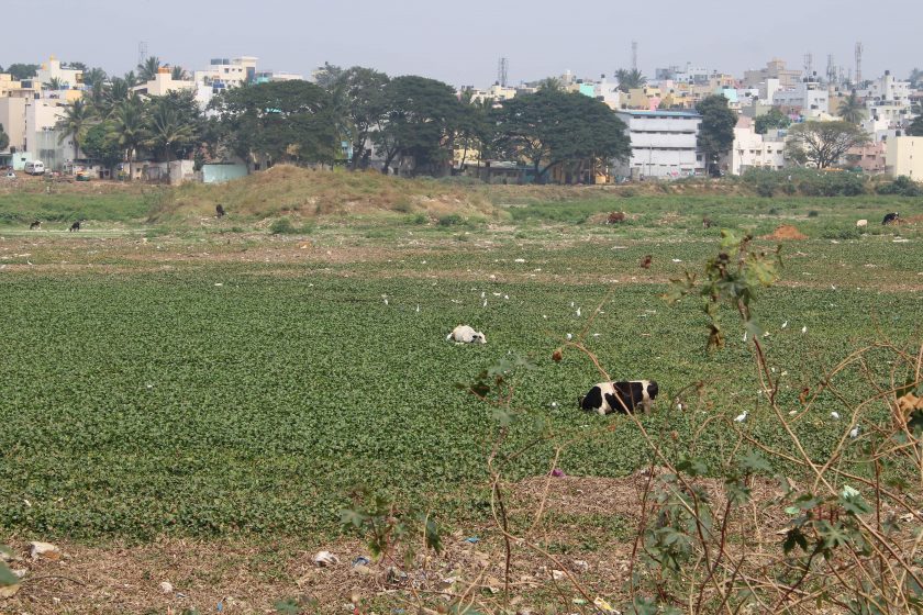 A field of cows with a city behind them