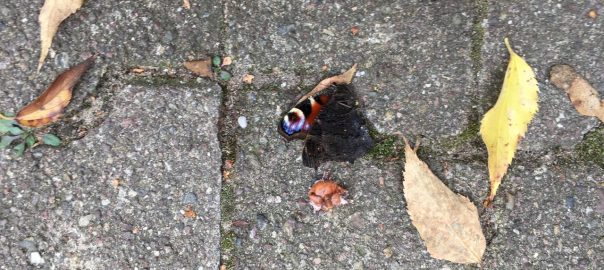 A picture of a dead black butterfly surrounded by yellowed leaves on concrete