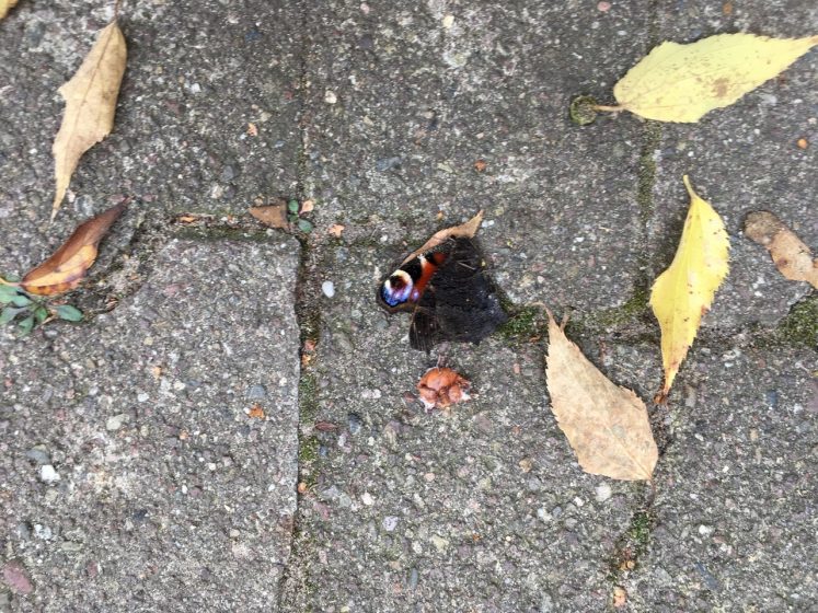 A picture of a dead black butterfly surrounded by yellowed leaves on concrete