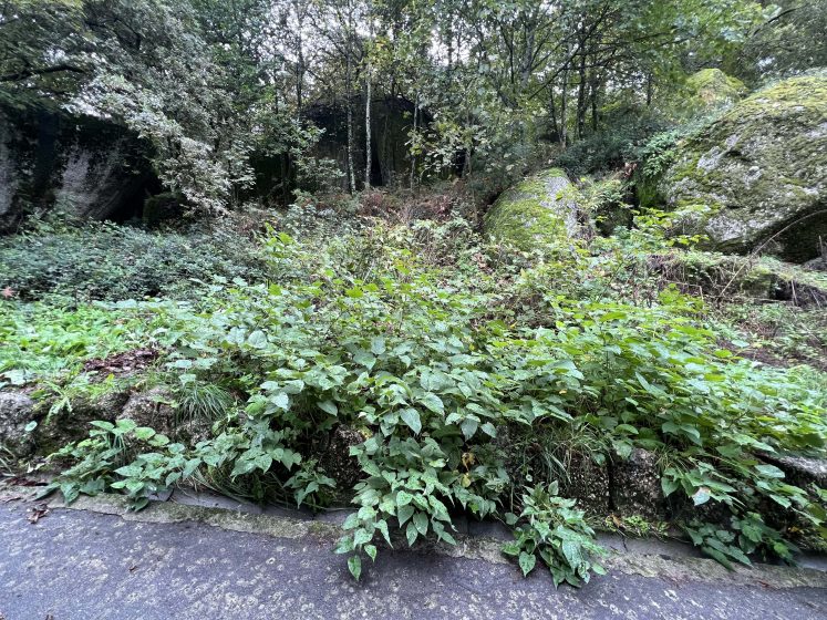 A picture of ground cover plants in a forest