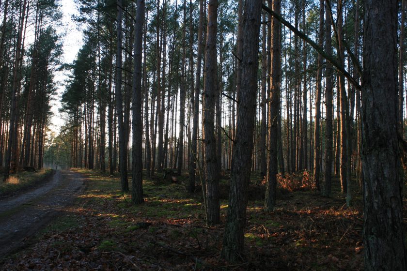 Inside of an evergreen forest with the trees painting long shadows and a path curving through the scene