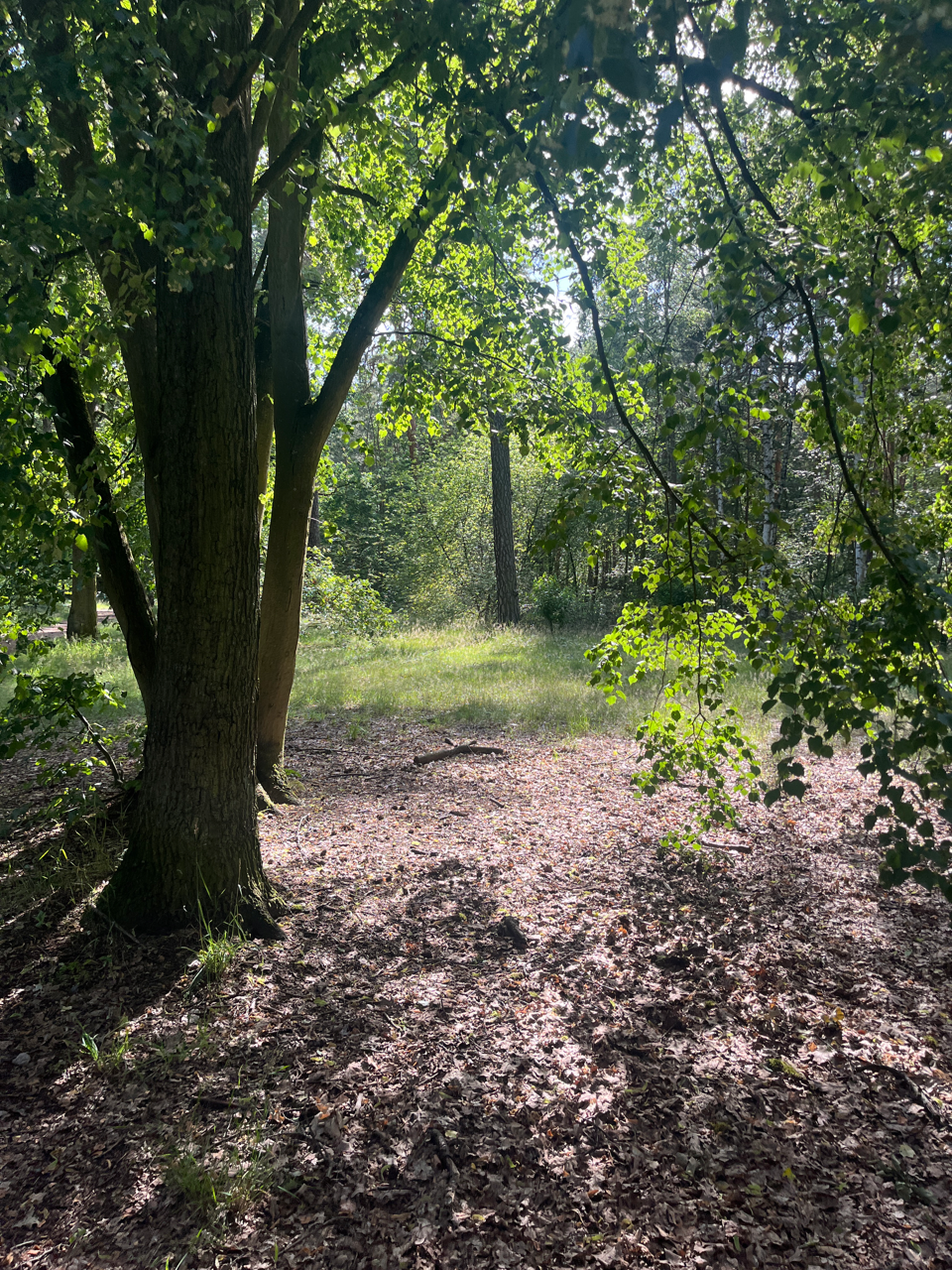 A picture of a path through the forest with dappled sunlight streaming in