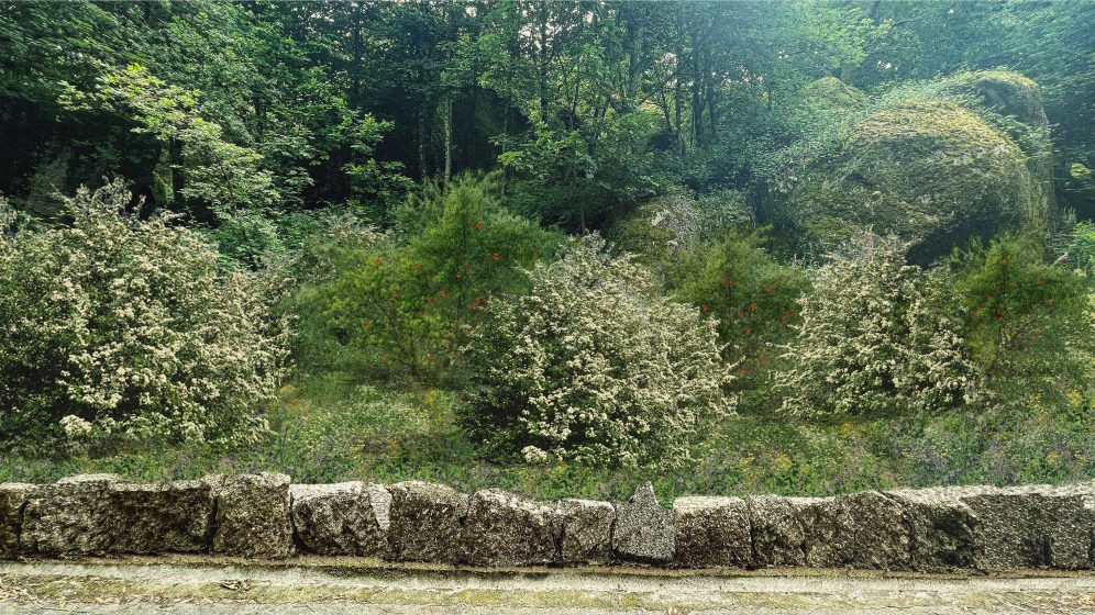 A picture of various green bushes and trees growing within a forest