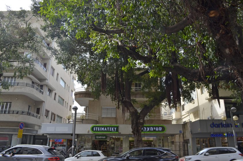 A picture of a street with cars and a storefront with trees growing in front of it