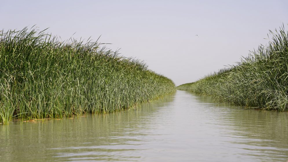 Looking into a narrowing, murky water body, flanked by reeds.