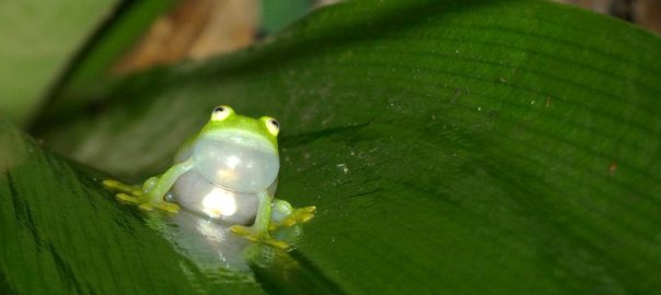 A picture of a tiny green frog sitting on a leaf