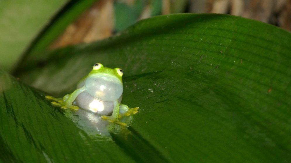 A picture of a tiny green frog sitting on a leaf