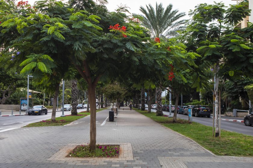 A picture of a street lined by trees