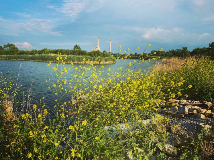 Blue sky, and yellow flowers along a forested riverside with smoke stacks in the far background.